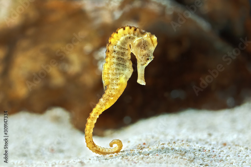 Specimen of long-snouted hippocampus in the aquarium