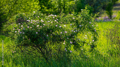 flowering bush of wild rose in the meadow on a sunny day. Spring season, May.