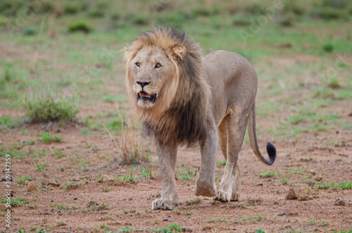 Lion portrait