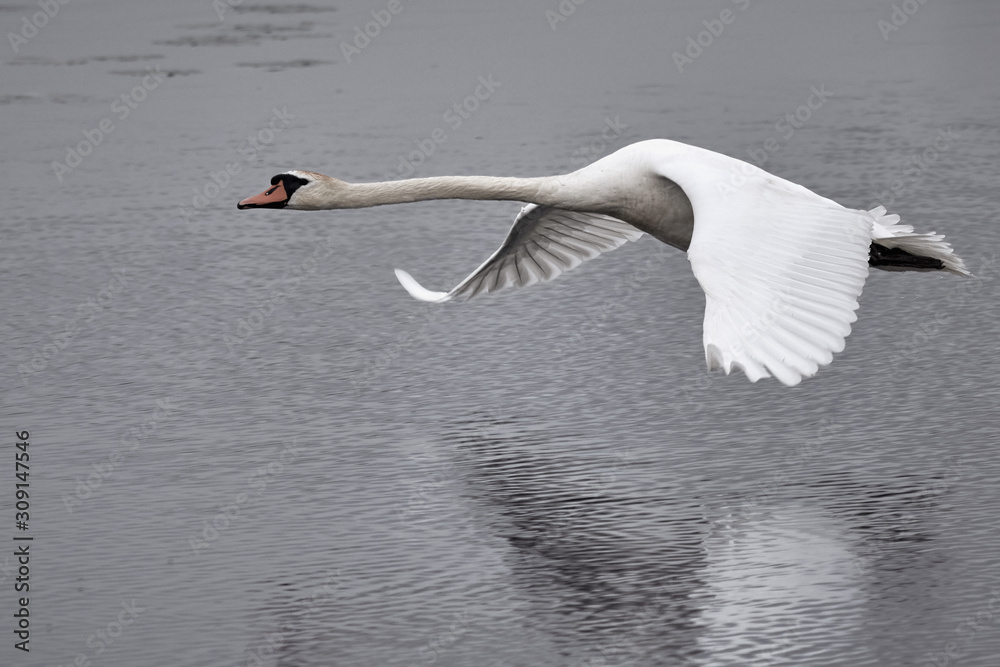 Fototapeta premium Close-up of a Mute swan (Cygnus olor) flying low above the water