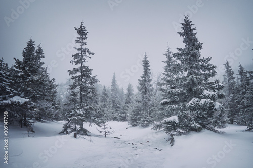 Pine forest in foggy weather frosty winter season
