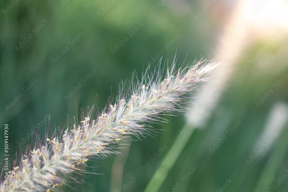 Obraz premium Closeup beautiful white flower on blurred background in garden with copy space.