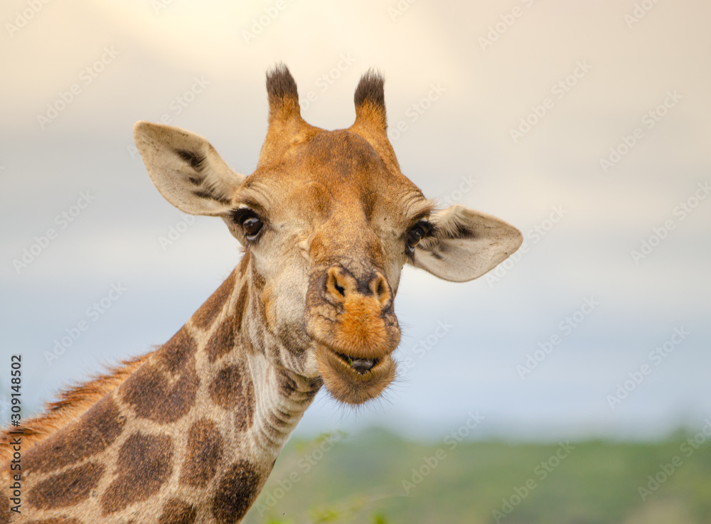 Fototapeta premium Giraffe portrait