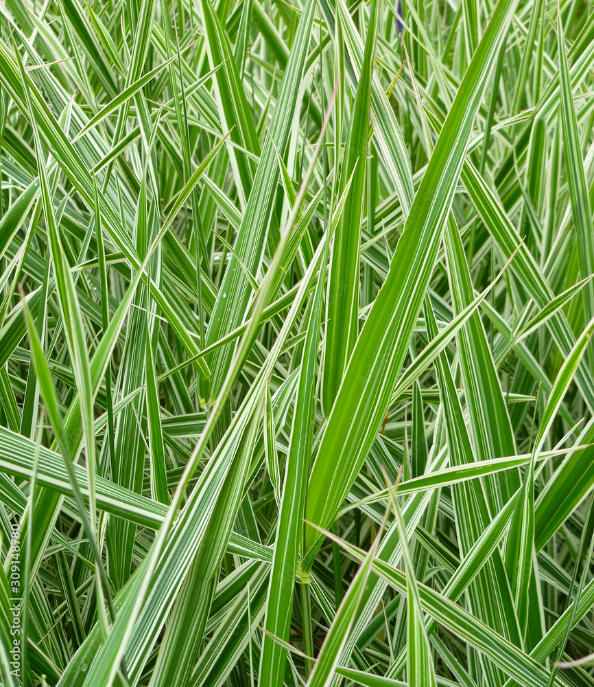 Striped green grass Variegated Sedge 'Ice Dance' (Carex morrowii, foliosissima) with dew drops. Decorative long grass, evergreen sedge with white and green striped foliage. Striped green grass Variegated Sedge 'Ice Dance' (Carex morrowii, foliosissima) with dew drops. Decorative long grass, evergreen sedge with white and green striped foliage.