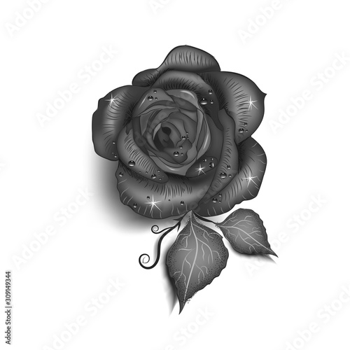 Black rose isolated on white background. Wall stickers