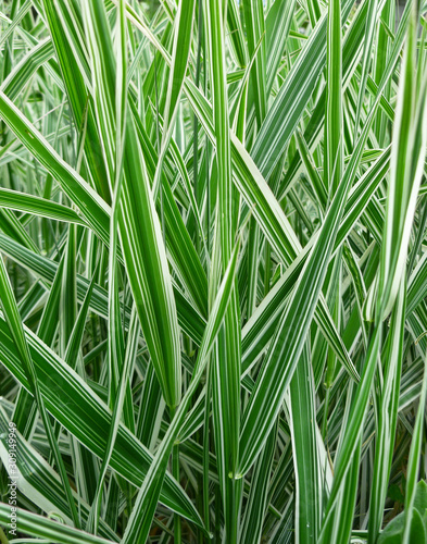 Striped green grass Variegated Sedge 'Ice Dance' (Carex morrowii, foliosissima) with dew drops. Decorative long grass, evergreen sedge with white and green striped foliage.