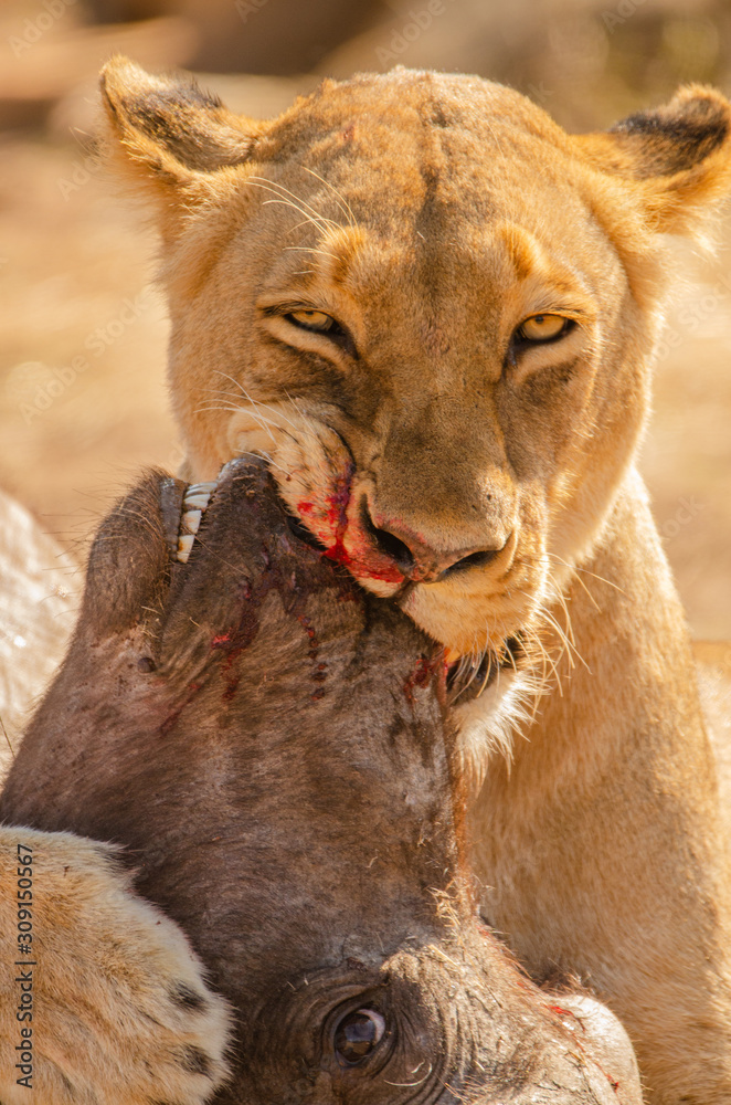 Fototapeta premium Lioness kill
