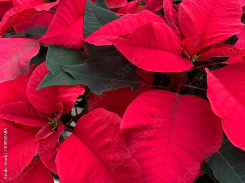 Holiday red poinsettia plants 