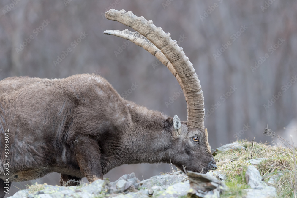 The hungry Alpine ibex (Capra ibex)