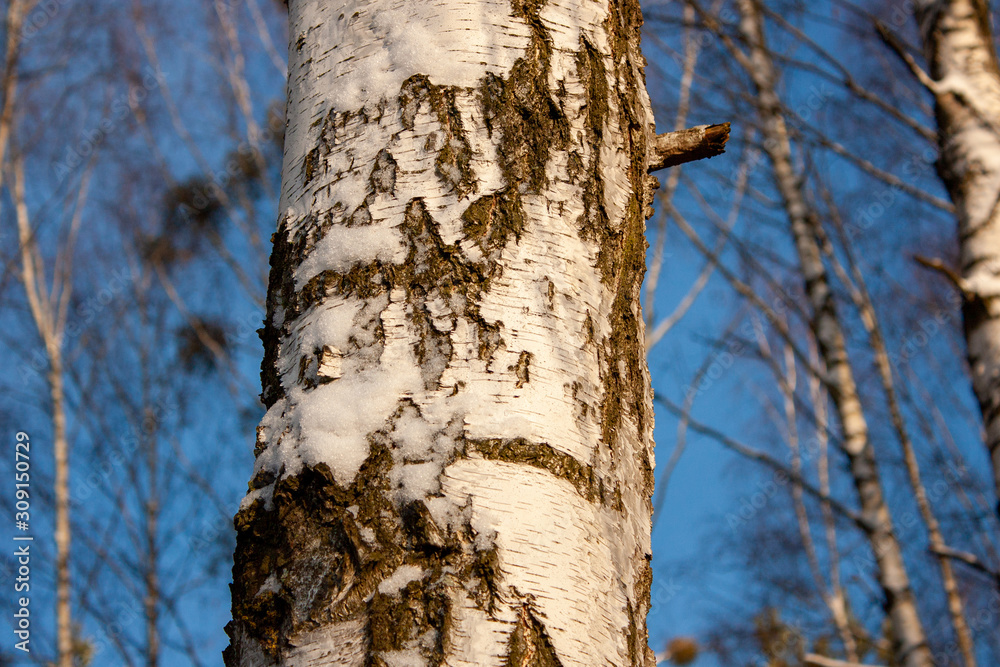 Natural background with birch trunk close-up and blue sky.