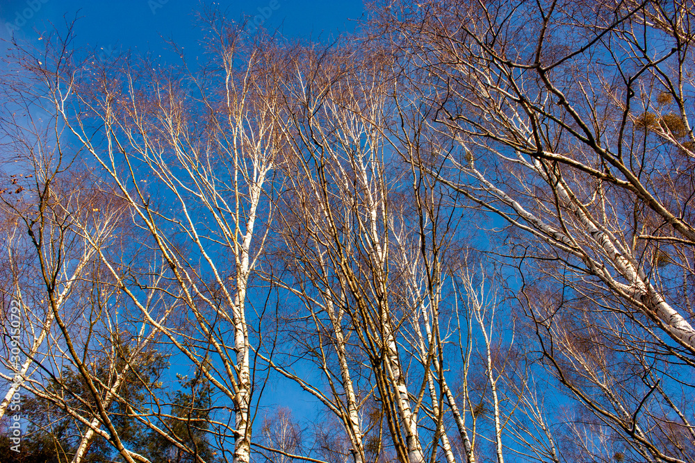 Natural background with trunks and branches of birches and blue sky. Natural background with trunks and branches of birches and blue sky.