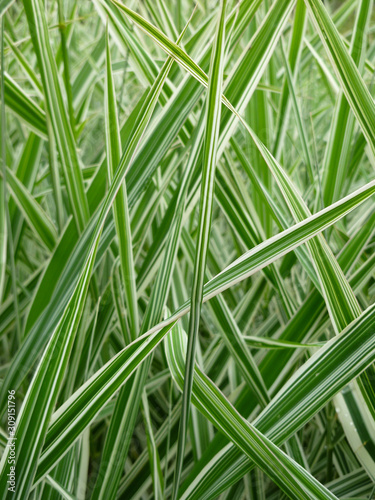 Striped green grass Variegated Sedge  Ice Dance   Carex morrowii  foliosissima  with dew drops. Decorative long grass  evergreen sedge with white and green striped foliage.