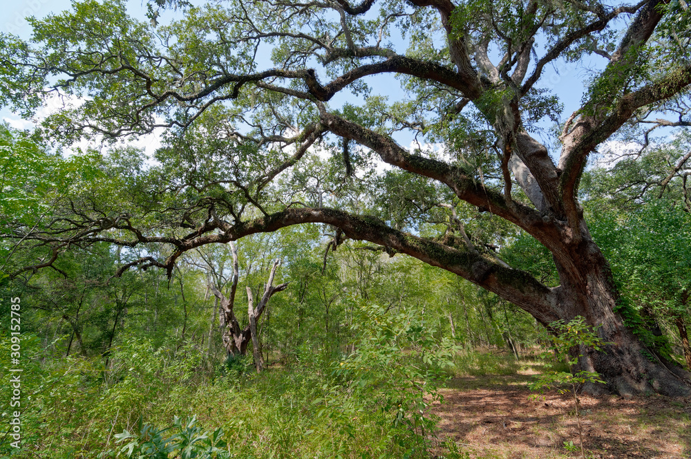 Fototapeta premium A Live Oak Tree in the woodland area of the Brazos Bend State Park with its long branches reaching out over the surrounding area. Quercus virginiana.