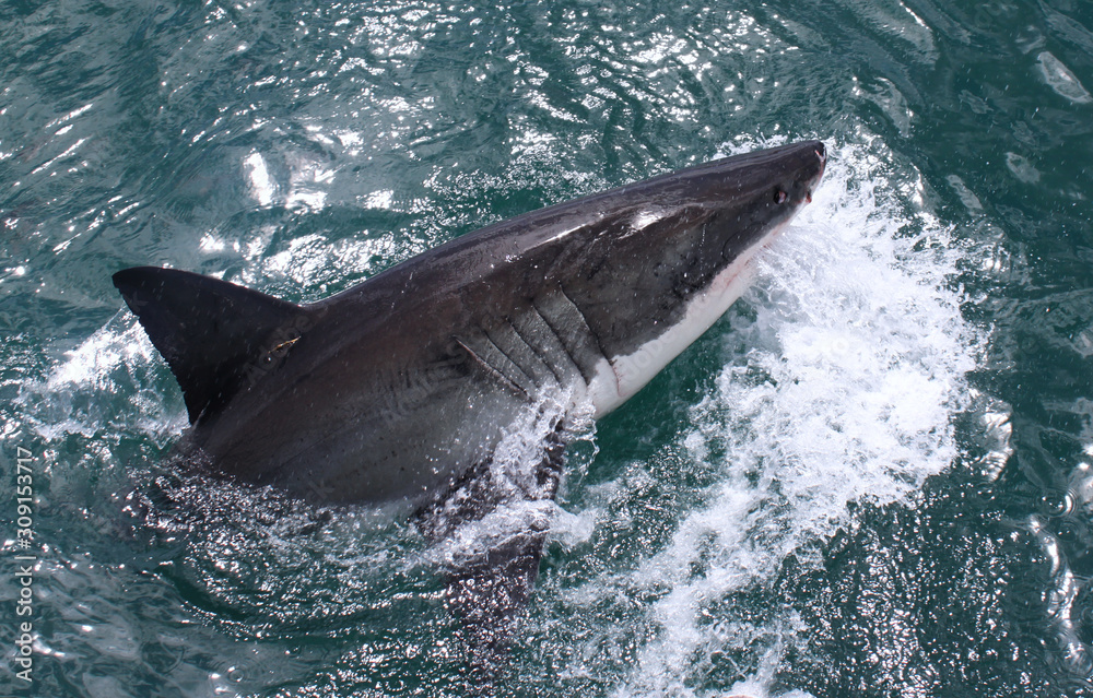 Fototapeta premium White Shark