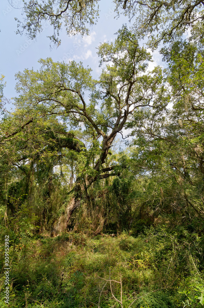 Some of the lush Dense Woodland and Forest at the Brazos Bend State Park  on a hot September day in Texas.