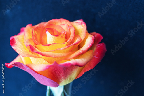 Bud of a bright yellow and red fresh rose with water droplets on the petals on a blue background.