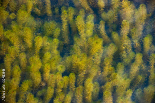 Natural underwater background of beautiful seaweeds ceratophyllum demersum green and yellow.