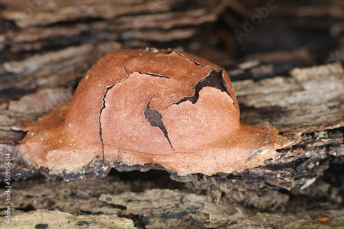 Fuligo leviderma, a plasmodial slime mold or mould from Finland photo