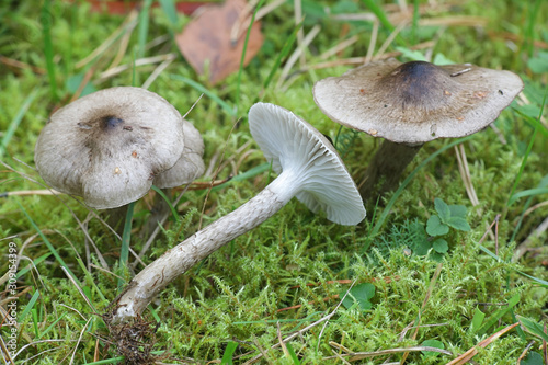Hygrophorus korhonenii, woodwax or waxy cap mushroom from Finland photo