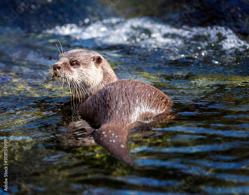 Schwimmspass mit Otter