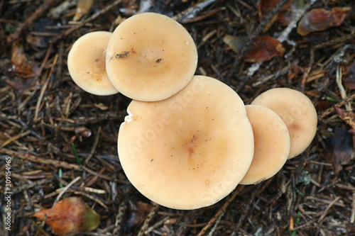 Paralepista flaccida (also called Clitocybe flaccida, Clitocybe inversa, Lepista flaccida and Lepista inversa), the tawny funnel cap, mushroom from Finland photo