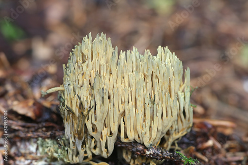 Ramaria abietina, known as the green-staining coral, mushrooms from Finland