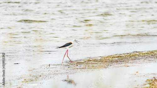 Black-Winged Stilt bird in shallow water (Himantopus himantopus) Anapa, Russia.