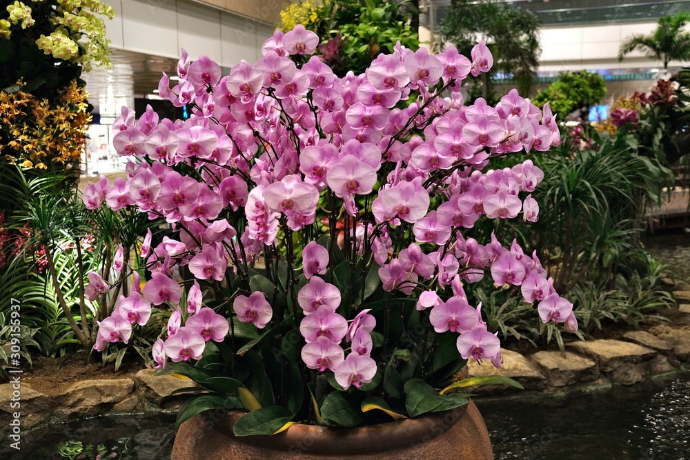 Many flowers orchids violet pink in one pot standing in the water on the background of other greenery inside the building as a decoration. The concept of landscaping inside buildings.