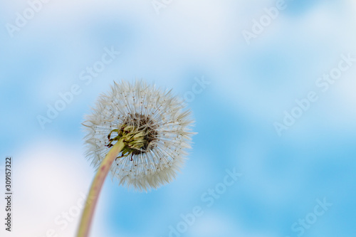 a dandelion globular seed head in front of a blue sky background
