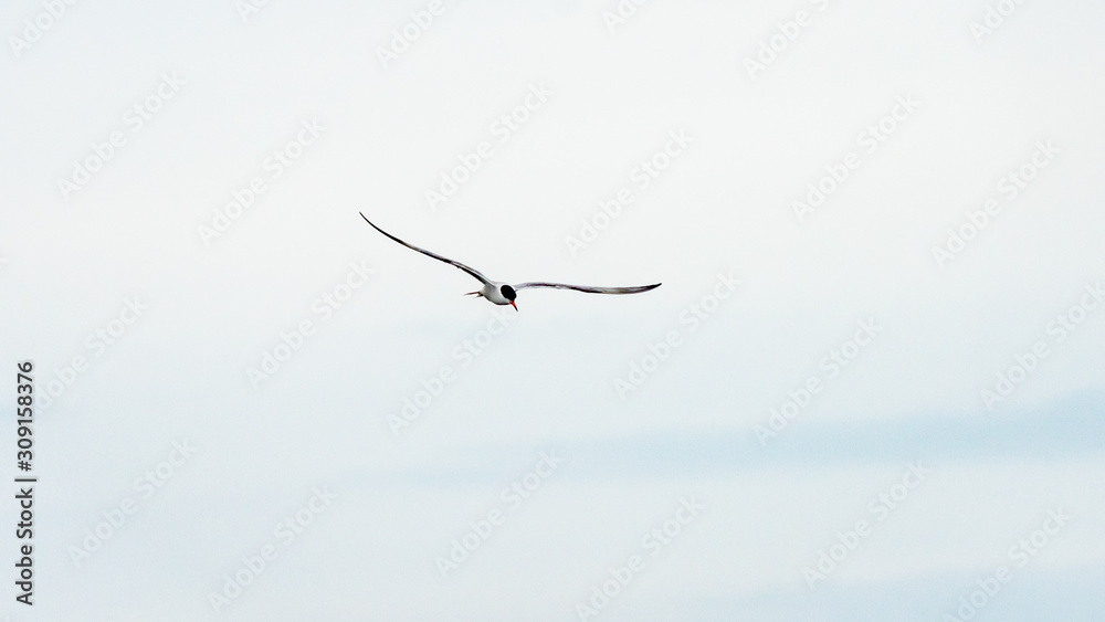 Bird flies in a blue sky, Anapa, Russia. Bird flies in a blue sky, Anapa, Russia.