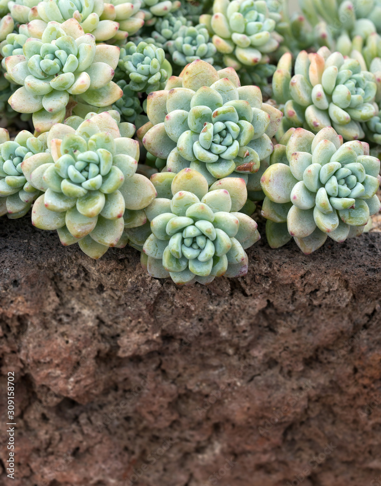 Miniature succulent plants (succulent cactus) at the garden. Miniature succulent plants (succulent cactus) at the garden.