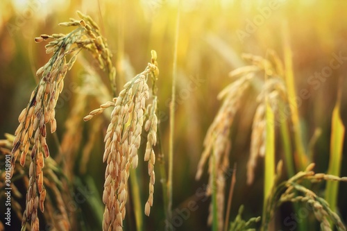 Photo field of wheat