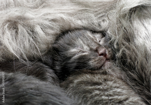 A sweet two week old norwegian forest cat kitten sleeping surrounded by his mother's hair