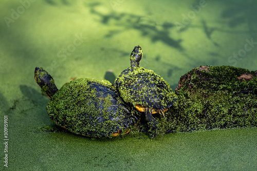 Schildkröten und Wasserlinsen