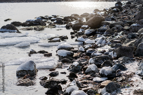 frozen rocks and starfish on the shore of the cold sea