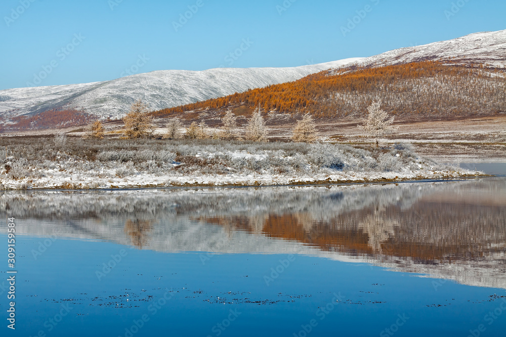 Snowy hill with yellow larch trees with its reflection in mountain lake Snowy hill with yellow larch trees with its reflection in mountain lake