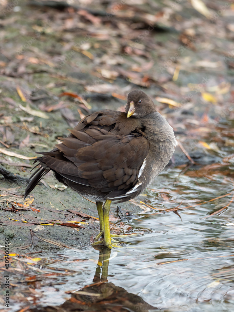 Urban Moorhen, Gallinula chloropus, single young bird on pond edge Urban Moorhen, Gallinula chloropus, single young bird on pond edge