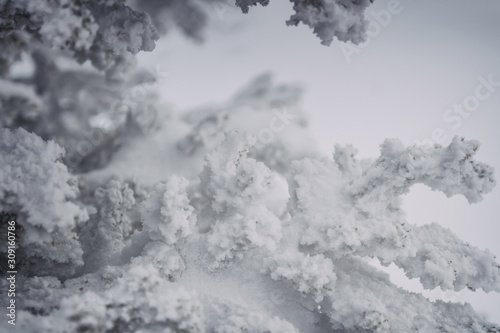 Snow covered pine branches © Viktor Kulikov