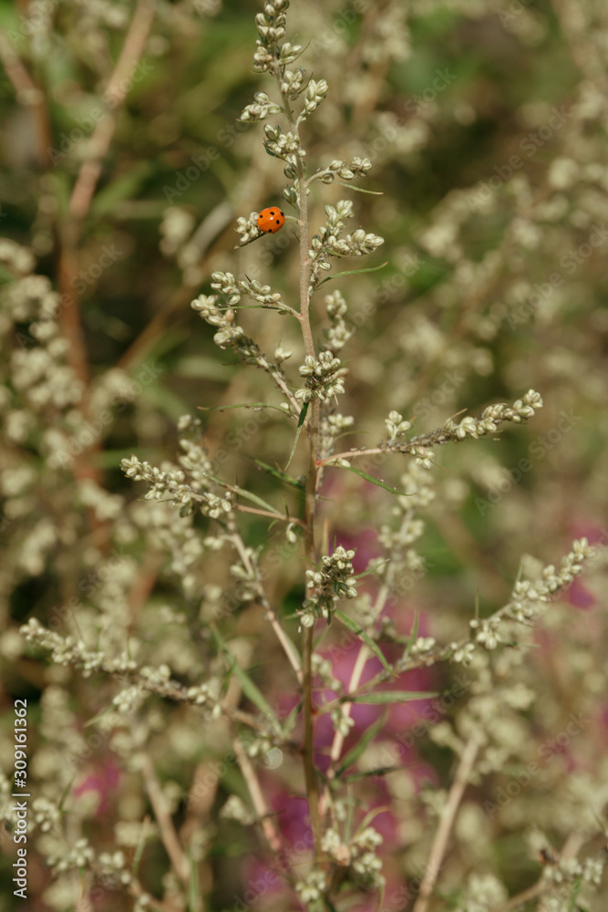 Red ladybug crawling on grass, leaves in a green field Red ladybug crawling on grass, leaves in a green field