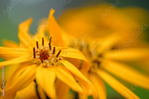 yellow garden flower with petals macro photography