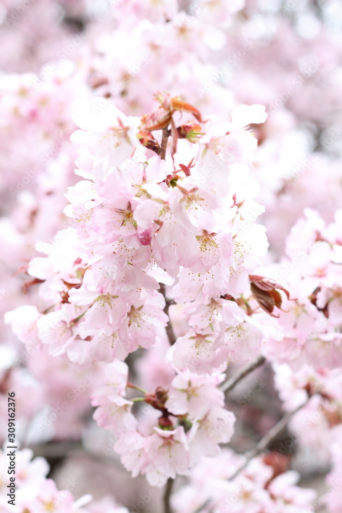 Fototapeta premium Beautiful pink cherry blossom