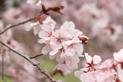 Beautiful pink cherry blossom