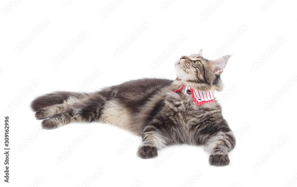 Big tabby Maine Coon cat isolated on white background Big tabby Maine Coon cat isolated on white background