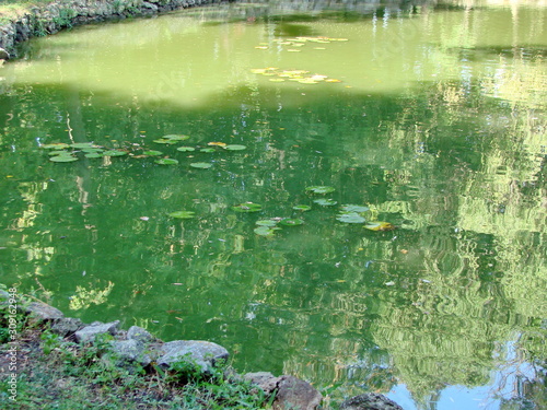 The broad leaves of lilies on the calm surface of a small lake attract the attention of visitors to the park.