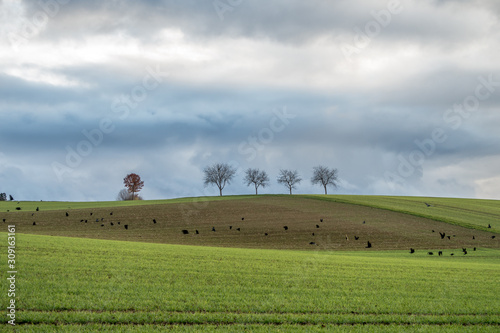 Papier peint Krähen auf dem Feld