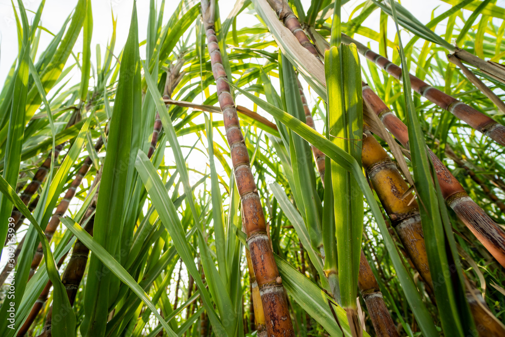 Sugarcane planted to produce sugar and food. Food industry. Sugar cane