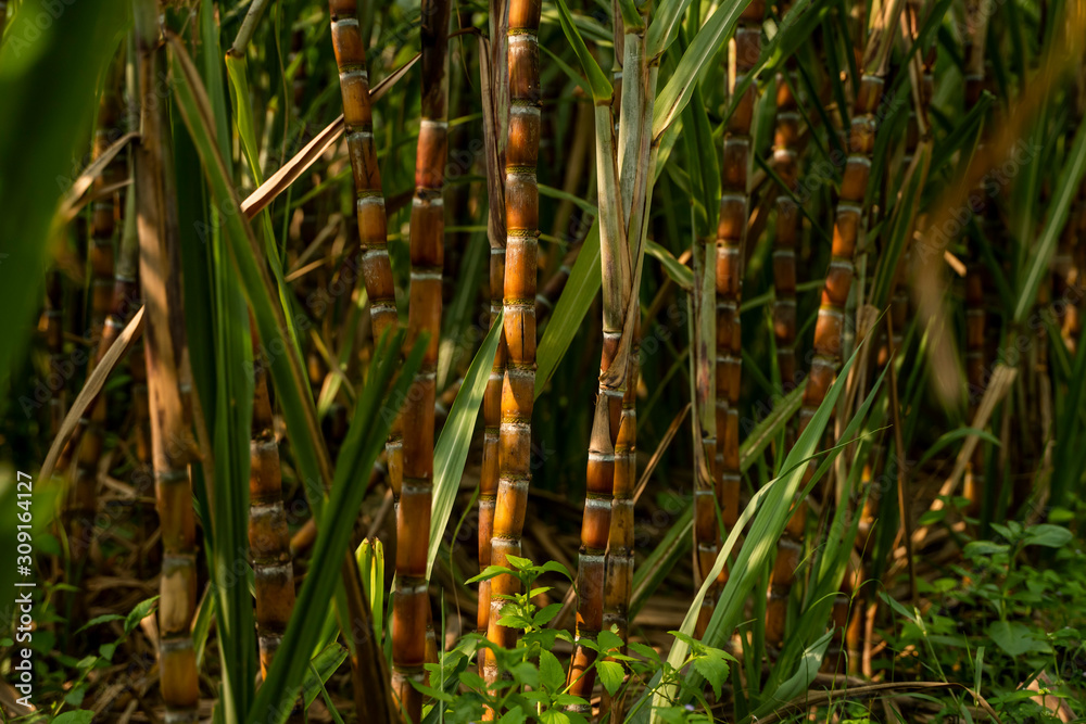 Obraz premium Sugarcane planted to produce sugar and food. Food industry. Sugar cane fields, culture tropical and planetary stake. Sugarcane plant sent from the farm to the factory to make sugar.