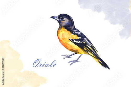 Φωτογραφία Watercolor drawing bird, yellow oriole painted at white background, hand drawn i