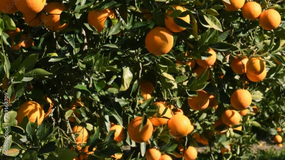 Orange tree with ripe orange, dolly shot. Orange tree with ripe orange, dolly shot.