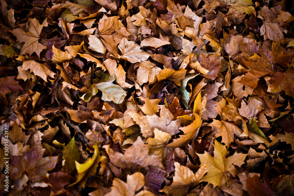 autumn leaves background